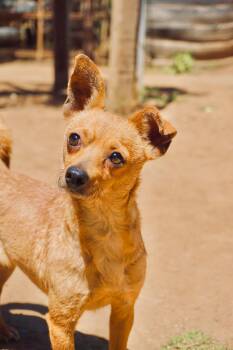Chiquita -  Chihuahua Dog for Adoption in San Diego, California - Chiquita | PetCurious
