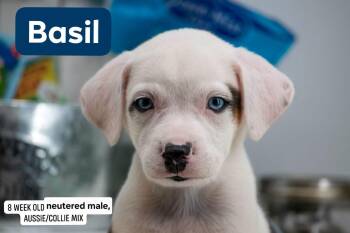 Basil -  Border Collie and Australian Shepherd Dog for Adoption in Sevierville, Tennessee - Basil | PetCurious