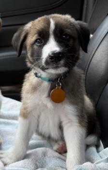 Smokey * -  Labrador Retriever Dog for Adoption in West Palm Beach, Florida - Smokey * | PetCurious