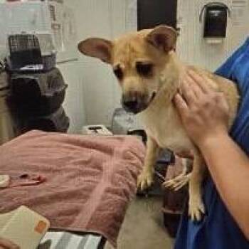 Pugsley -  Chihuahua and Yorkshire Terrier Dog for Adoption in Normal, Illinois - Pugsley | PetCurious