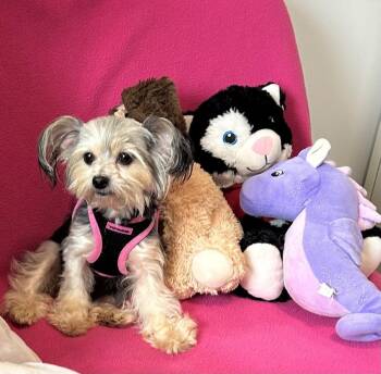 Stitch -  Yorkshire Terrier Dog for Adoption in Cedartown, Georgia - Stitch | PetCurious