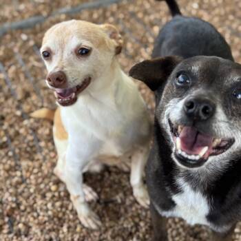 Chihuahua Dogs Available for Adoption - Snoop & Thor  | PetCurious