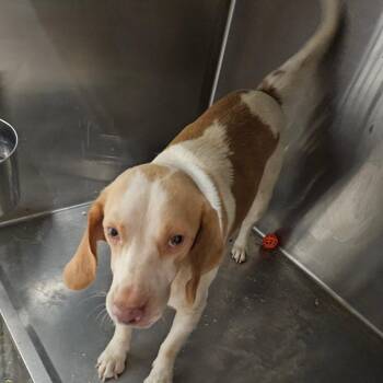 Cheeze-it -  Beagle Dog for Adoption in Mount Vernon, Arkansas - Cheeze-it | PetCurious