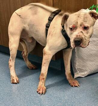 Rescue Pit Bull Terrier Dogs for Adoption in Pearland, Texas - MACK | PetCurious