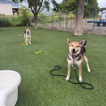 Remi -  German Shepherd Dog and Mixed Breed Dog for Adoption in Buellton, California - Remi | PetCurious