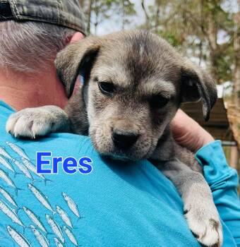 Golden Retriever and Mixed Breed Dogs Available for Adoption - Eres | PetCurious
