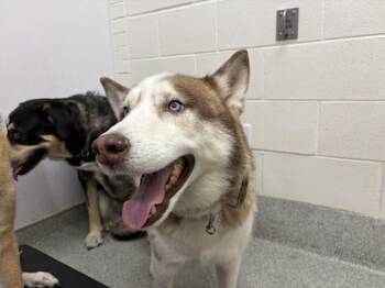 Siberian Husky Dogs Available for Adoption in Loveland, Colorado - CANELO | PetCurious