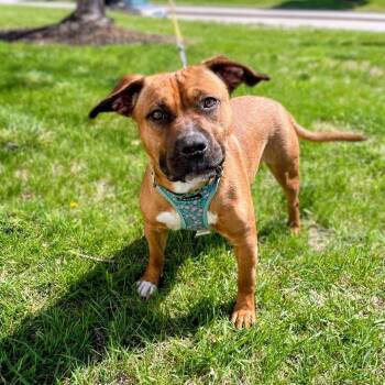 Lula May -  Terrier and Beagle Dog for Adoption in Lyndhurst, Virginia - Lula May | PetCurious