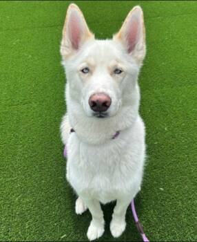 Siberian Husky Dogs Available for Adoption in Hoffman Estates, Illinois - Sitka | PetCurious