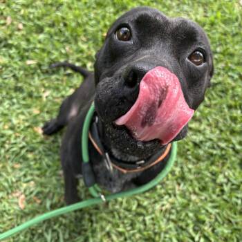 Pit Bull Terrier Dogs Available for Adoption in Pearland, Texas - Adorable | PetCurious