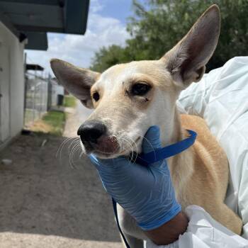 Felice -  Shepherd and Mixed Breed Dog for Adoption in Edinburg, Texas - Felice | PetCurious