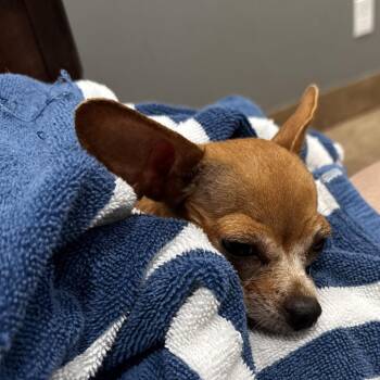 Cleo -  Chihuahua Dog for Adoption in Austell, Georgia - Cleo | PetCurious