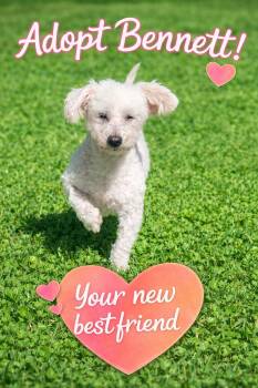 Poodle Dogs Available for Adoption - Bennett | PetCurious