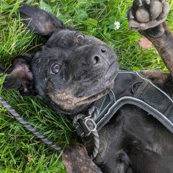 Mishka -  Mixed Breed Dog for Adoption in Oakville, Ontario - Mishka | PetCurious
