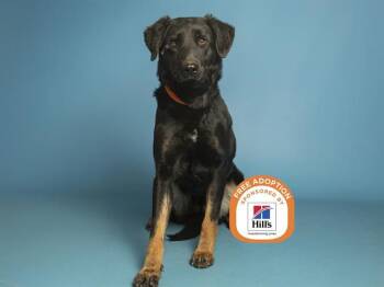 Beauceron Dogs Available for Adoption - BELLA | PetCurious