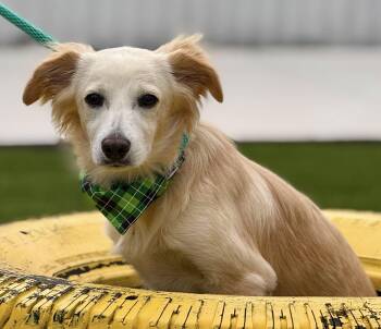 Rescue Collie Dogs for Adoption in Hondo, Texas - Dexter - Friendly Collie Mix | PetCurious