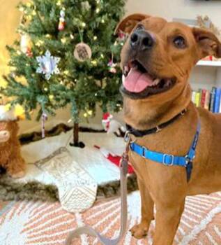 Labrador Retriever Dogs Available for Adoption - T-Rex | PetCurious