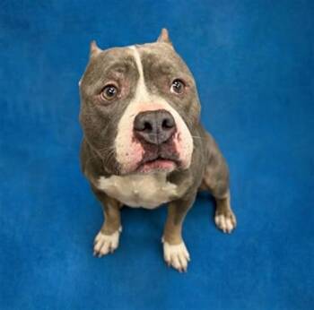 FANCY LITTLE LADY -  Pit Bull Terrier Dog for Adoption in Peoria, Illinois - FANCY LITTLE LADY | PetCurious