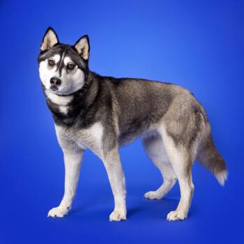 Rescue Mixed Breed Dogs for Adoption in Franklin, Tennessee - Punkin' | PetCurious