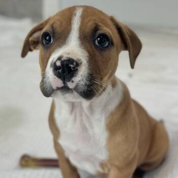 Mixed Breed Dogs Available for Adoption in Freeport, Florida - Port | PetCurious