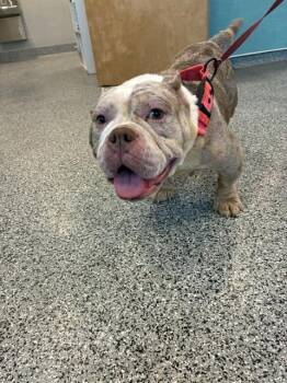 Mixed Breed Dogs Available for Adoption in Palmetto, Florida - BETH | PetCurious