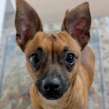 Rescue Chihuahua Dogs for Adoption in Barrie, Ontario - Mr. Smalls | PetCurious