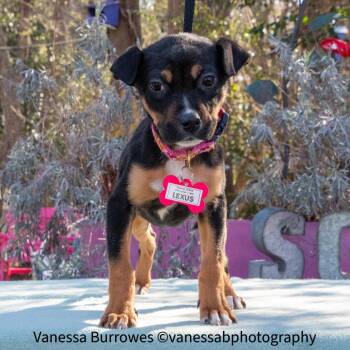 Rottweiler Dogs Available for Adoption - Lexus | PetCurious
