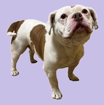 Falafel -  English Bulldog Dog for Adoption in Salem, Oregon - Falafel | PetCurious