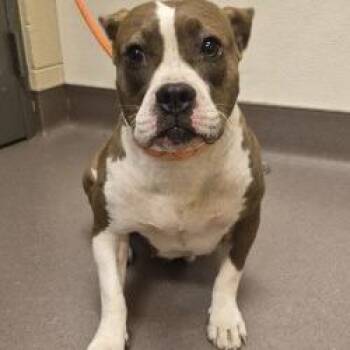 Ashlynn -  Pit Bull Terrier Dog for Adoption in Norman, Oklahoma - Ashlynn | PetCurious