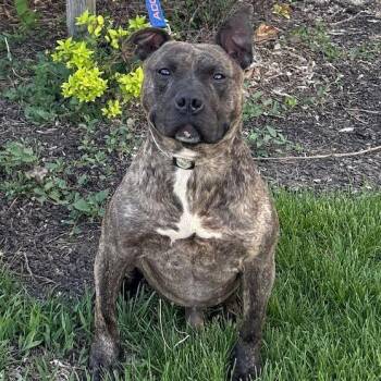 Pit Bull Terrier Dogs Available for Adoption in Mooresville, Indiana - Kevin | PetCurious