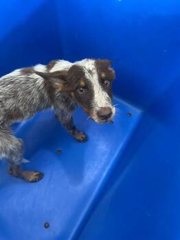 ALEX -  Mixed Breed Dog for Adoption in Dallas, Texas - ALEX | PetCurious