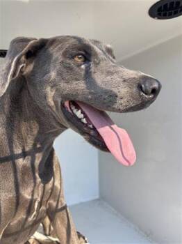 Rescue Blue Lacy Dogs for Adoption in Houston, Texas - BOSCOE | PetCurious