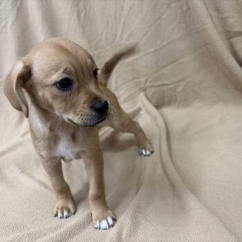 Zuma -  Hound Dog for Adoption in Perry, Georgia - Zuma | PetCurious