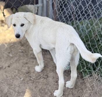 Nadia -  Yellow Labrador Retriever Dog for Adoption in South Saint Paul, Minnesota - Nadia | PetCurious