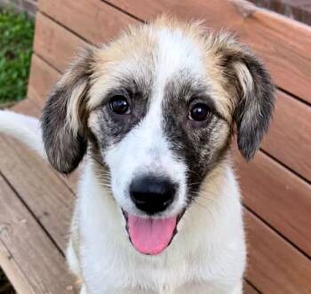 Sprout (A037888) -  Anatolian Shepherd Dog for Adoption in Kansas City, Kansas - Sprout (A037888) | PetCurious