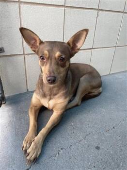 Miniature Pinscher Dogs Available for Adoption in Corpus Christi, Texas - SANDIE | PetCurious