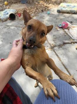 Chihuahua Dogs Available for Adoption in Albuquerque, New Mexico - Honcho | PetCurious