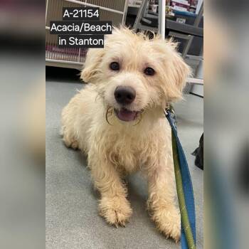 Terrier and Dachshund Dogs Available for Adoption in Westminster, California - WAGS-Stray-21154 | PetCurious