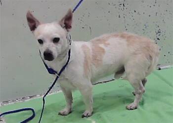 LITTLE BROWN -  Chihuahua and Mixed Breed Dog for Adoption in Houston, Texas - LITTLE BROWN | PetCurious