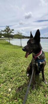Maya - Located in Florida -  Dutch Shepherd and German Shepherd Dog Dog for Adoption in Imlay City, Michigan - Maya - Located In Florida | PetCurious