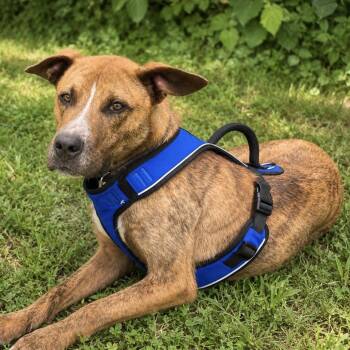 GUS -  Mountain Cur and Australian Cattle Dog Blue Heeler Dog for Adoption in Chicopee, Massachusetts - GUS | PetCurious