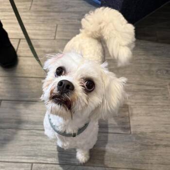 DILLARD -  Shih Tzu Dog for Adoption in St. Louis, Missouri - DILLARD | PetCurious