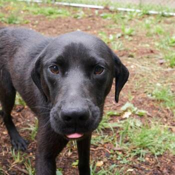 Black Labrador Retriever Dogs Available for Adoption in Floyd, Virginia - Wesson | PetCurious