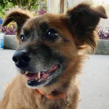 Marlowe -  Mixed Breed Dog for Adoption in Pleasanton, California - Marlowe | PetCurious