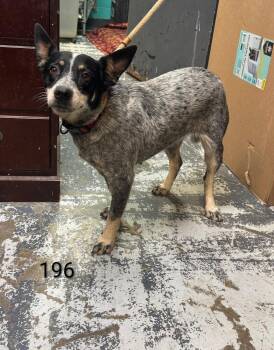 Brenda #196 -  Australian Cattle Dog Blue Heeler Dog for Adoption in New Lexington, Ohio - Brenda #196 | PetCurious
