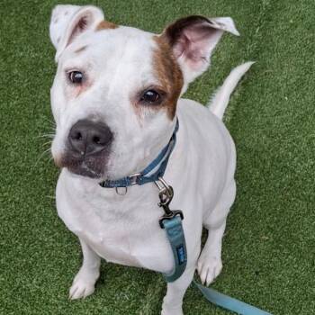Harley -  Mixed Breed Dog for Adoption in Fairport, New York - Harley | PetCurious