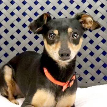 Gilligan -  Miniature Pinscher Dog for Adoption in Fort Davis, Texas - Gilligan | PetCurious