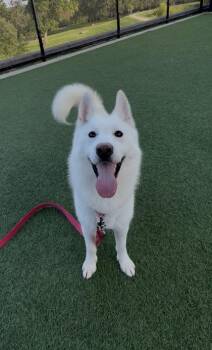 Lyra -  Siberian Husky and Mixed Breed Dog for Adoption in Kansas City, Missouri - Lyra | PetCurious