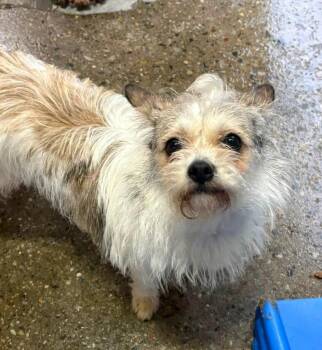 Terrier and Mixed Breed Dogs Available for Adoption in Warren, Michigan - Misty | PetCurious