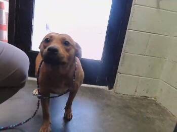 TRUTH -  German Shepherd Dog and Mixed Breed Dog for Adoption in Tulsa, Oklahoma - TRUTH | PetCurious